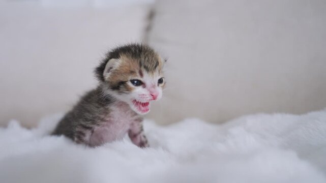 Little newborn beautiful cat  slow motion