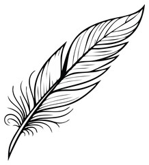 Fototapeta premium Elegant feather quill illustration, delicate monochrome graphic for design projects