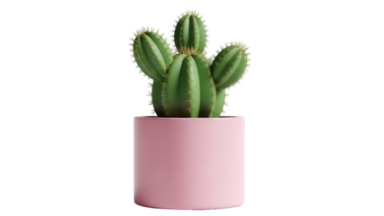 Green cactus in pink pot isolated PNG, succulent plant with thorns on transparent background for home decor and desert themes