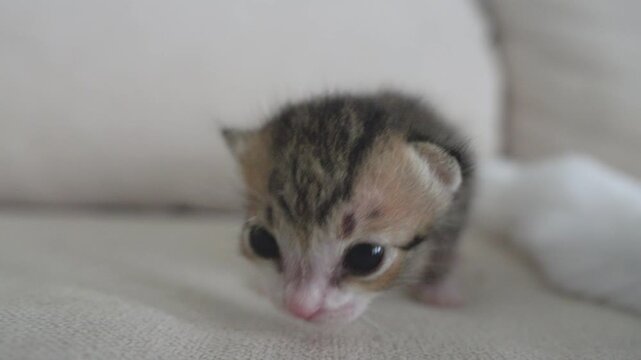 Little newborn beautiful cat  slow motion