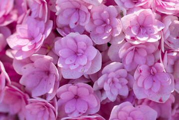 Fototapeta premium Hydrangea flower hydrangea flower hydrangea flower close up colorful hydrangea blossoms in garden