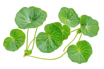 A cluster of green leaves with long stems on a transparent background