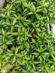 Obraz premium Lush green foliage of Tabernaemontana corymbosa bush, dense leaf pattern for tropical garden background and environmental sustainability concept, fresh evergreen plant leaves for landscaping