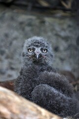 カメラ目線のシロフクロウのヒナ