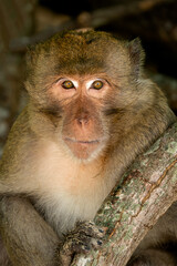 Rhesus Macaque - Macaca mulatta, portrait of beautiful popular primate endemic in Central and Eastern Asian forests and woodland, Vietnam.