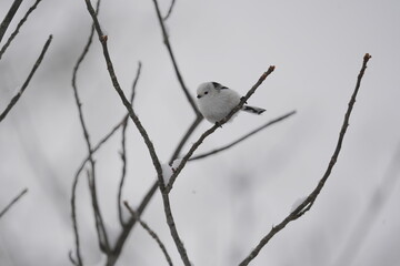 Fototapeta premium Long‑Tailed Tit Perched on Winter Branch