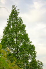 曇り空と新緑の樹木