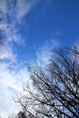 青空と木々の枝