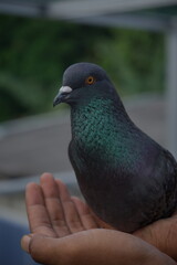 Close-up photo of a beautiful blue macaw dove being held