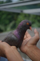 Close-up photo of a beautiful blue macaw dove being held