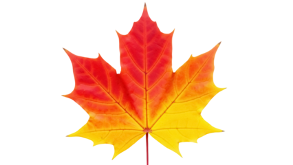Vibrant maple leaf PNG isolated on transparent background, autumn foliage in red and yellow for seasonal designs and fall themes