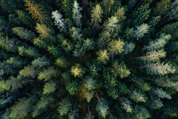 Aerial View of Dense Green Pine Forest Canopy with Golden Sunlight Filtering Through Needles on Tree Tops in Remote Wilderness