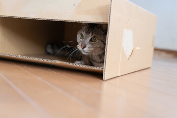 ダンボール箱から覗いている可愛い猫　サバトラ猫	