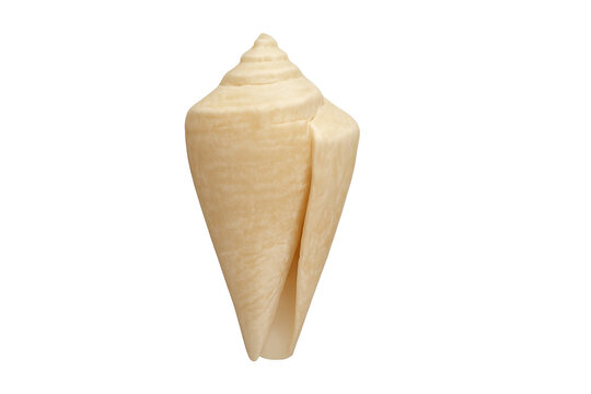Beige cone shell with spiral shape