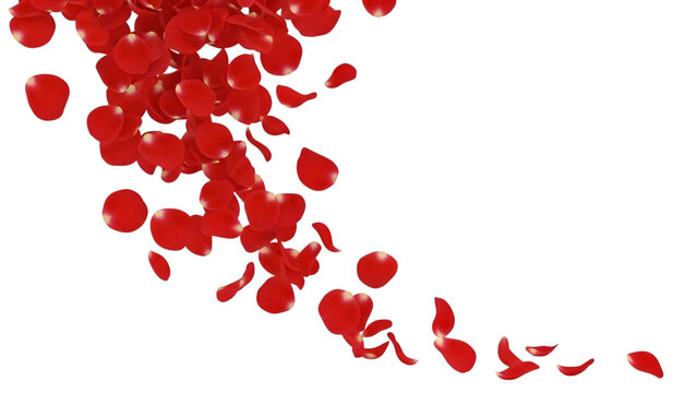 Cascade of falling red rose petals moving across transparent space