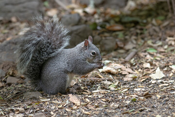 Wild Western Gray Squirrel (Sciurus griseus) on the Ground in Oak Woodlands in Orange County, California