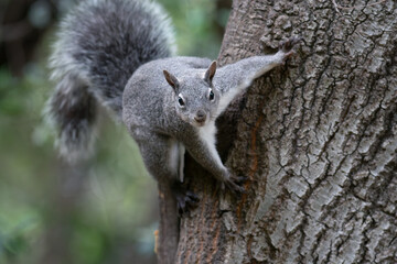 Wild Western Gray Squirrel (Sciurus griseus) on a Tree in Orange County, California