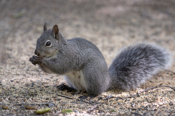 Wild Western Gray Squirrel (Sciurus griseus) on the Ground in Oak Woodlands in Orange County, California