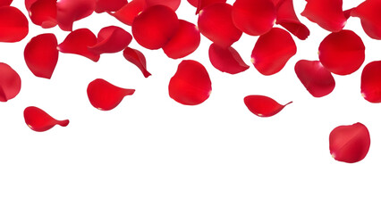 Shower of bright red rose petals creating beautiful overhead falling border isolated against transparent background for romantic decoration