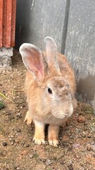rabbit in the garden