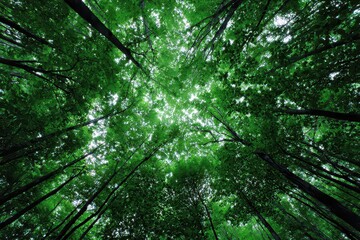 Lush Green Canopy Viewed from Below with Tall Trees and Bright Sky Creating Natural Skylight in Forest