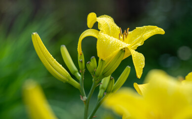 Krasodnev minor hemerocallis minor.The yellow lily.