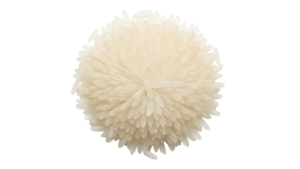 Creamy white chrysanthemum flower PNG isolated on transparent background, delicate floral element for wedding invitations and graphic design