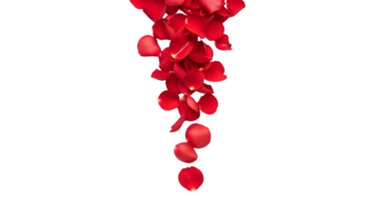 Vertical cascade of red rose petals on transparent background