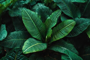 Lush Green Aspidistra Leaves with Speckled Patterns Under Soft Lighting In Garden