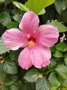 Pink hibiscus flower blooming in tropical garden, beautiful floral botanical pattern concept, fresh hibiscus rosa-sinensis petals for decorative landscape and nature beauty background.