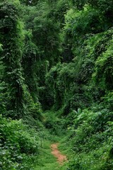 Lush Green Overgrown Path Through Dense Foliage with Sunlight Filtering Down Creating Depth and Texture on Plants and Vegetation