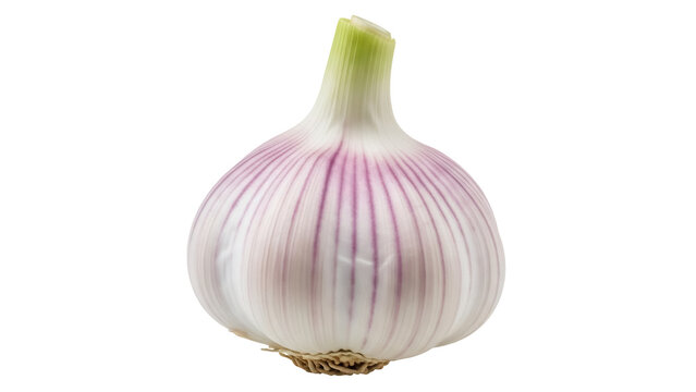 Fresh solo garlic bulb PNG isolated on transparent background, single clove garlic for healthy cooking and culinary use