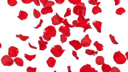 Vibrant red rose petals randomly scattered across transparent background providing a passionate and elegant visual element
