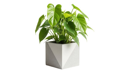 Philodendron plant in modern pot isolated PNG, vibrant green houseplant for indoor decor and design projects on transparent background