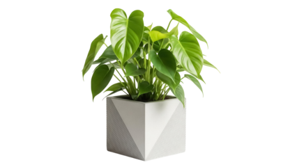 Philodendron plant in modern pot isolated PNG, vibrant green houseplant for indoor decor and design projects on transparent background