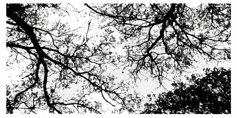Obraz premium Silhouetted branches against a bright overcast sky creating a stark contrast