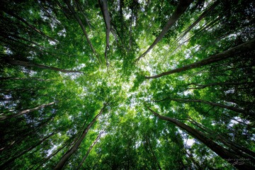 Looking Up at Dense Green Trees with Sunlight Streaming Through Leaves in a Forest Creating a Natural Canopy