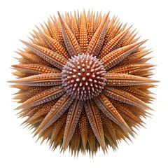 Close up of a vibrant orange sea urchin isolated on transparent background