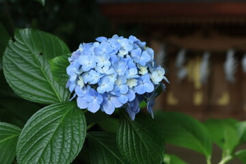 鎌倉の寺に日差しの当たるあじさいが咲く参道の風景