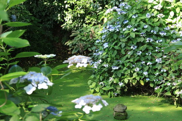 鎌倉の寺に日差しの当たるあじさいが咲く参道の風景
