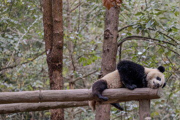 Panda, Chengdu, China