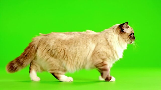 A graceful Ragdoll cat with luxurious long fur and striking colorpoint markings is elegantly walking towards the right on a vivid green screen background, chroma key
