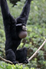 ロープの上で喉袋を膨らますフクロテナガザル