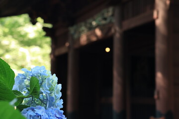 鎌倉の妙本寺にて、日差しの当たるあじさいが咲く風景