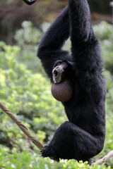 ロープの上に座り見上げながら鳴くフクロテナガザル