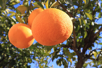 実るハッサク　アップ