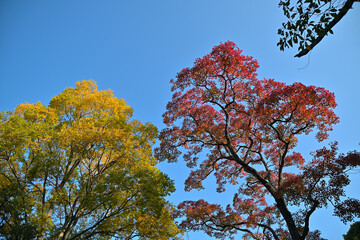 青空を背景に黄色く色づいたエノキと赤く色づいたナンキンハゼが並んでいる風景