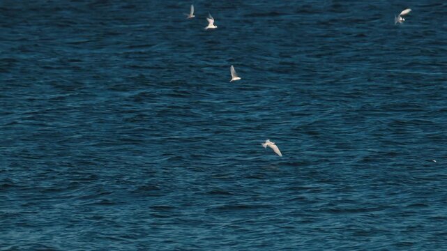 Tiny baitfish jump out of the water during hunt chased by predator fish and birds