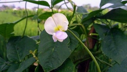 Obraz premium Macro White and Purple Long Bean Flower Blossom with Green Foliage Background