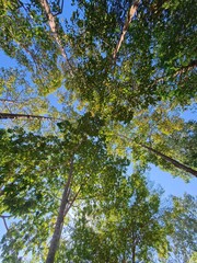 View of vibrant green leaves and tall trees from below.